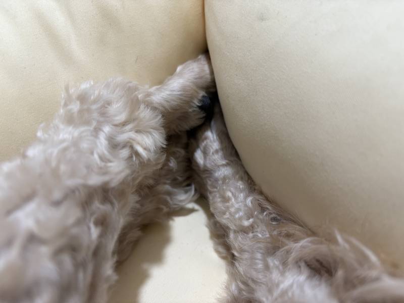 [잡담] 강아지 방석 모서리에 발 넣고 있는거 봐ㅋㅋㅋㅋ | 인스티즈