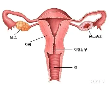 [잡담] 자궁 생긴거 외계인같지않음? | 인스티즈