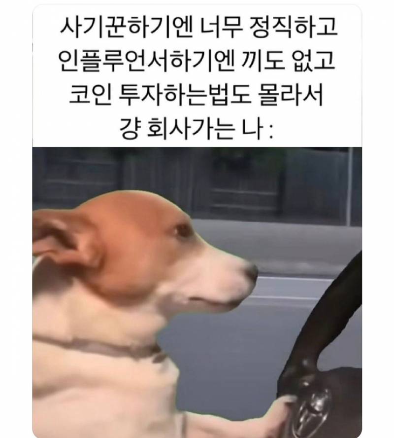 [잡담] 사기꾼하기엔 너무 정직하고 인플루언서 하기엔 끼도 없고 | 인스티즈