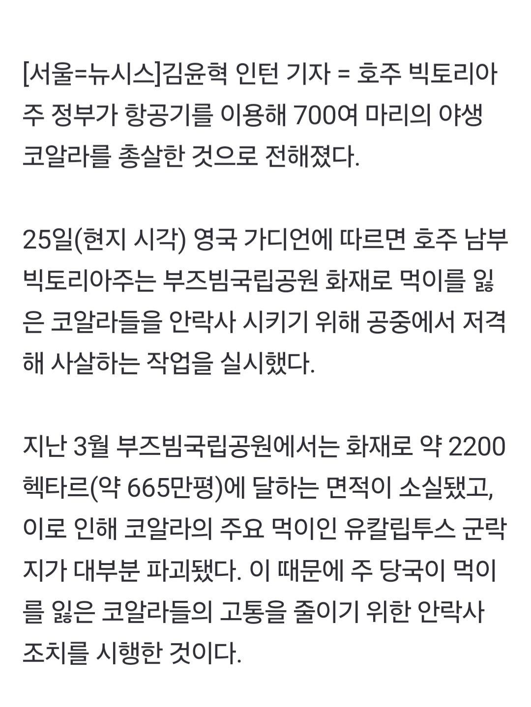 [정보/소식] 호주, 코알라 700마리 총살…"안락사 차원" | 인스티즈