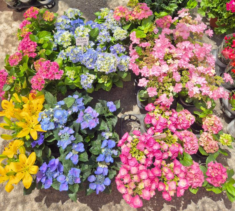 [잡담] 별수국 이거 되게 이쁘더라 | 인스티즈