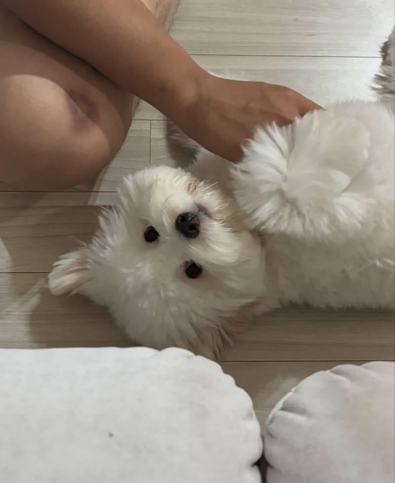 [잡담] 아니 엄상백 강아지 개귀엽네 | 인스티즈