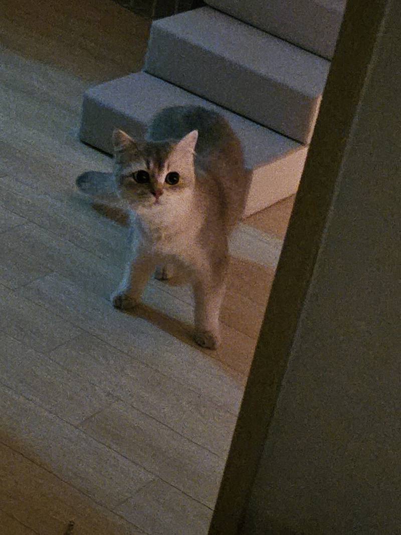 [잡담] 울집 고양이 큰 소리나니깐 | 인스티즈