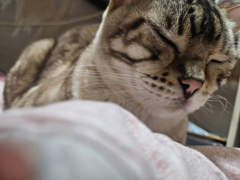[잡담] 이불 뺏겼다!! | 인스티즈