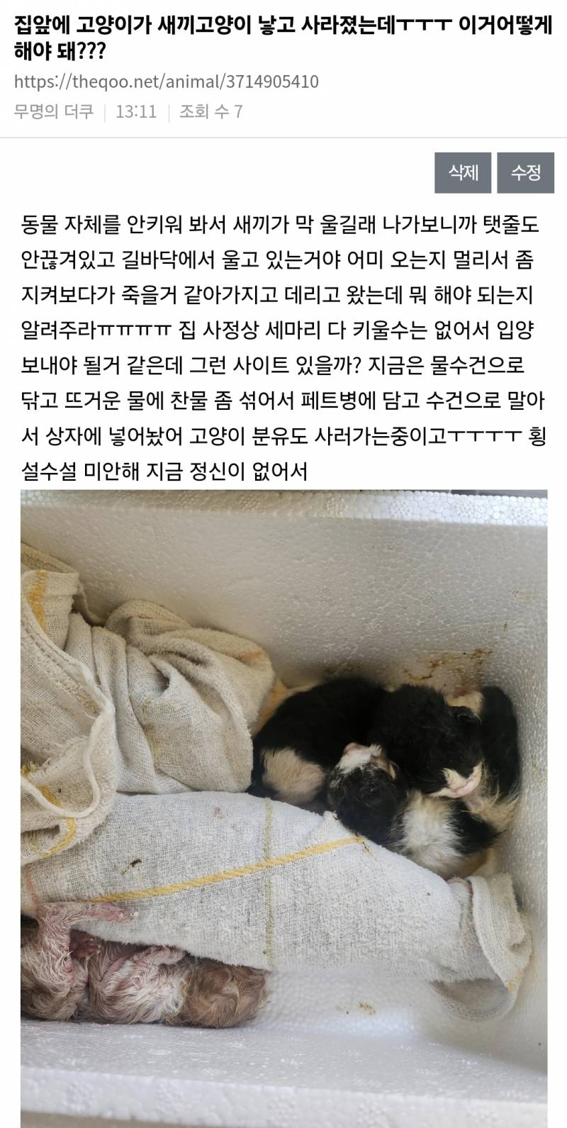 [잡담] 도와줘ㅠㅠㅠ 고양이가 새끼고양이 낳아놓고 사라졌는데 도움좀ㅠㅠㅠ | 인스티즈