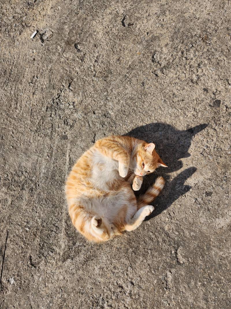 [잡담] 고양이 누워서 팔 오므리고 있는거 귀여워 | 인스티즈