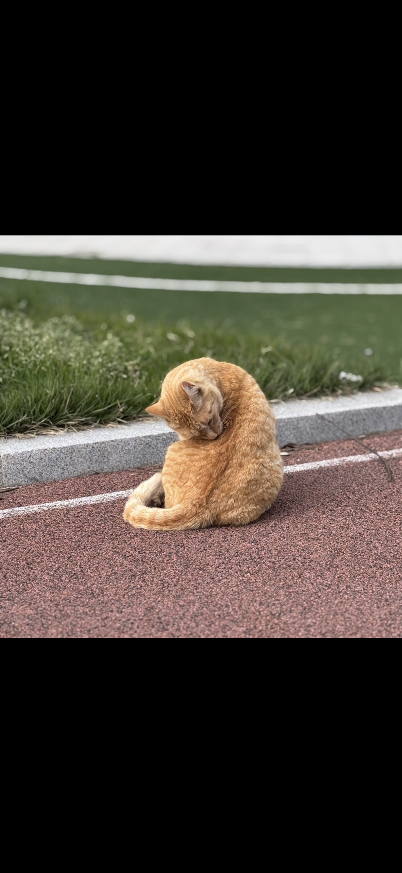 [잡담] 고앵이 몰래 찍고 있었는데 갑자기 다가오더니 | 인스티즈