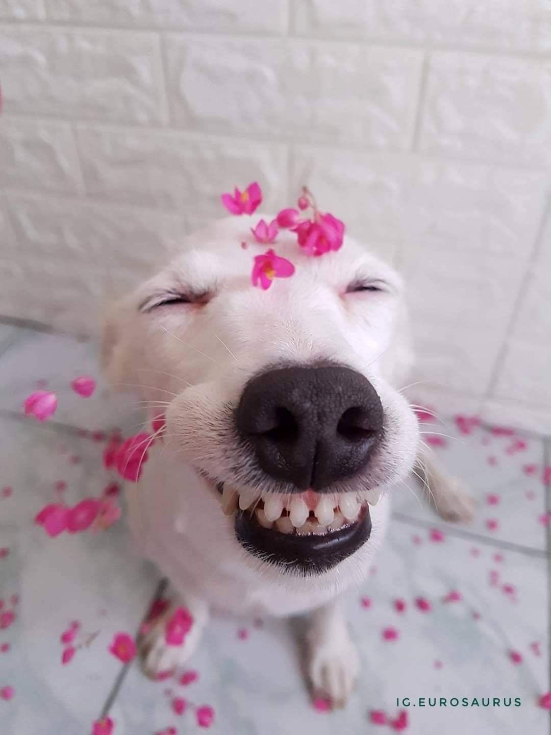 [잡담] 버블 이거 내가 깔아본 어플 중에 젤 재밌다 | 인스티즈