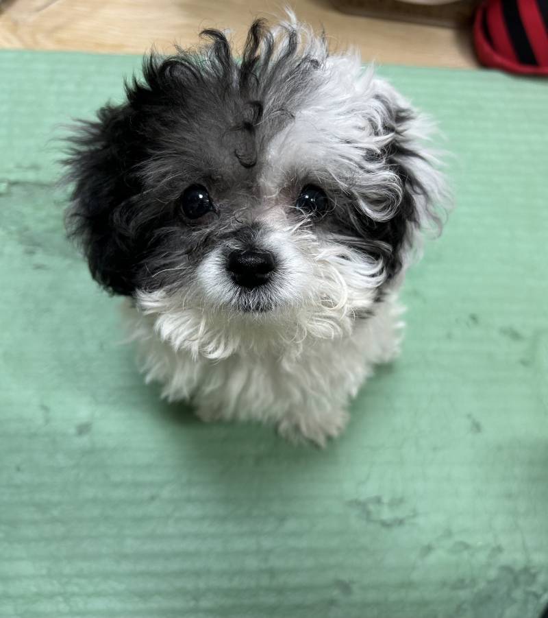 [잡담] 강아지이름 루이랑 앤쿠중에 골라주라 1122 | 인스티즈