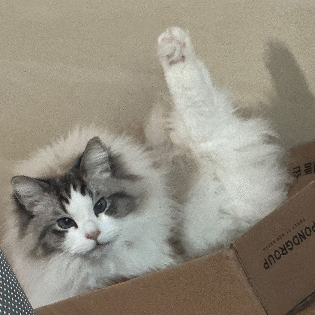 [잡담] 예지 닮은고양이 똑띠다ㅋㅋ | 인스티즈