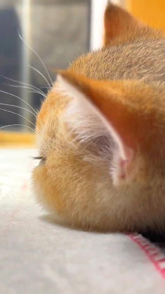[잡담] 성한빈 잘생긴 고양이인거 자랑할게요 | 인스티즈