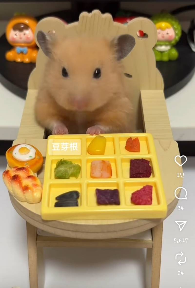 [잡담] 햄스터가 9첩반상 먹네 ㅋㅋㅋ | 인스티즈
