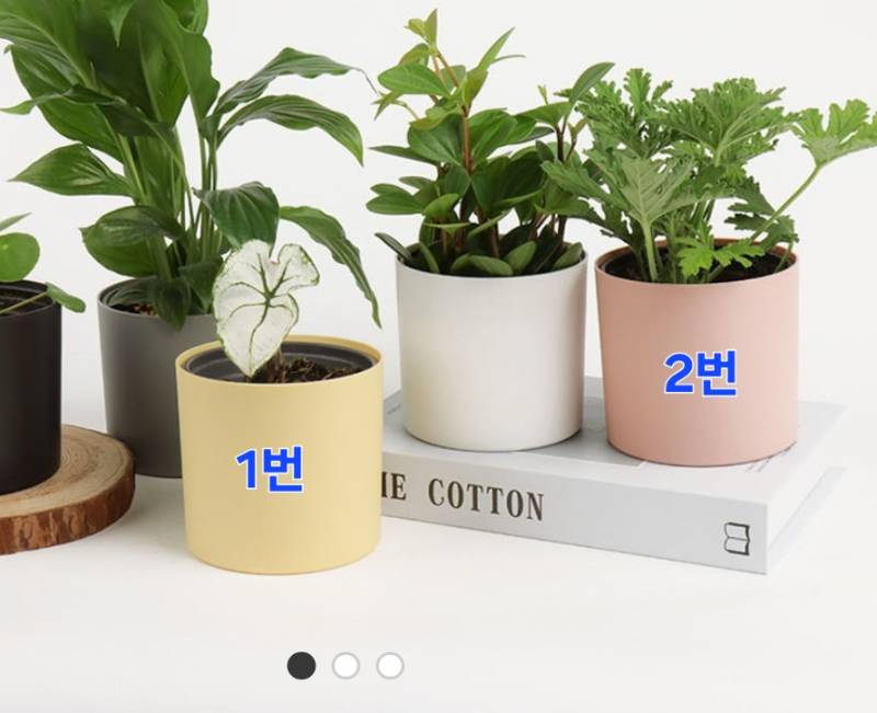 [잡담] 익들아 화분 예쁜 거 두개만 골라줄래? | 인스티즈