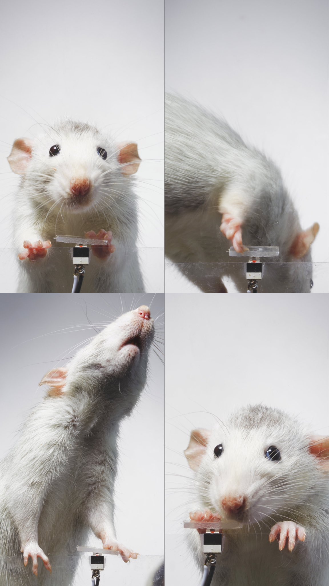 [잡담] 셀카찍는 쥐보고갈래? (ㄹㅇ 찍찍이임🐀) | 인스티즈