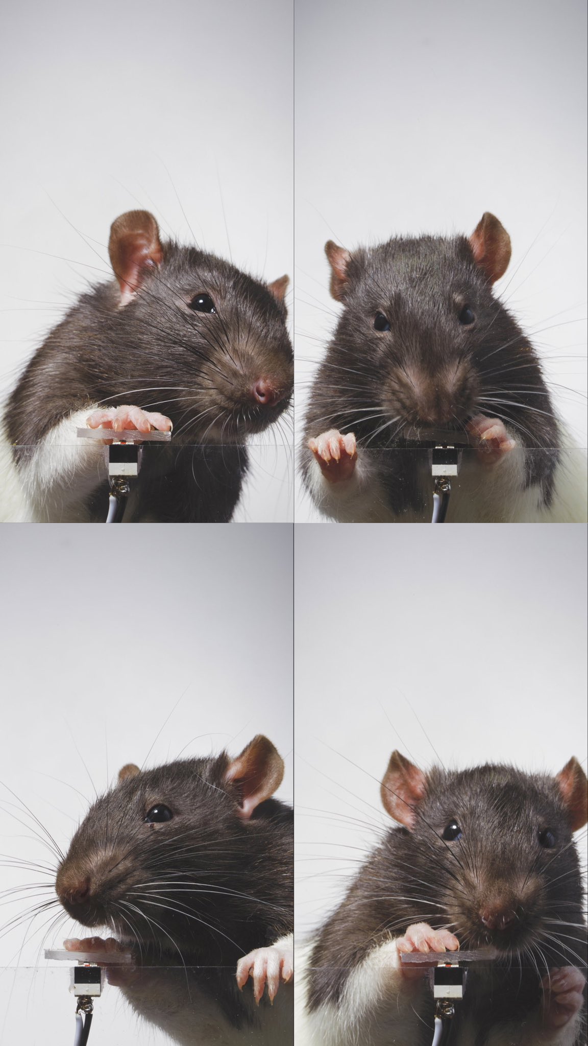 [잡담] 셀카찍는 쥐보고갈래? (ㄹㅇ 찍찍이임🐀) | 인스티즈
