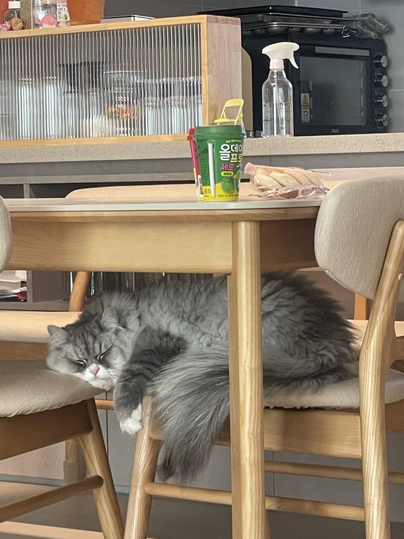 [잡담] 의자에 누워 또다른 의자를 베개로 쓰는 고양이 | 인스티즈