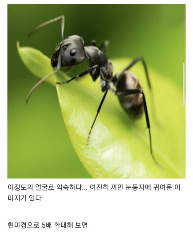 [잡담] 개미 확대한 얼굴이래 ㅋㅋ | 인스티즈