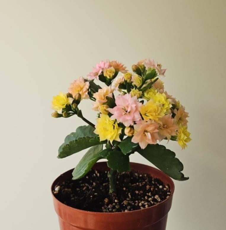 [잡담] 쓰니 어제 무려 8시간 서치해서 산 꽃들 봐주라!🌻🌼🌸 | 인스티즈