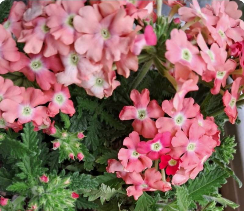 [잡담] 쓰니 어제 무려 8시간 서치해서 산 꽃들 봐주라!🌻🌼🌸 | 인스티즈