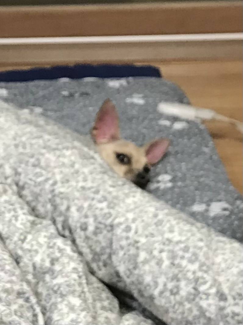 [잡담] 엄마랑 사진 찍는데 뒤에 울집 강아지 표정 너무 | 인스티즈
