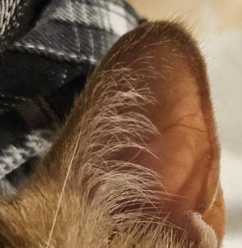 [잡담] 헐모임 고양이 귀모양따라 혈관이있네 | 인스티즈