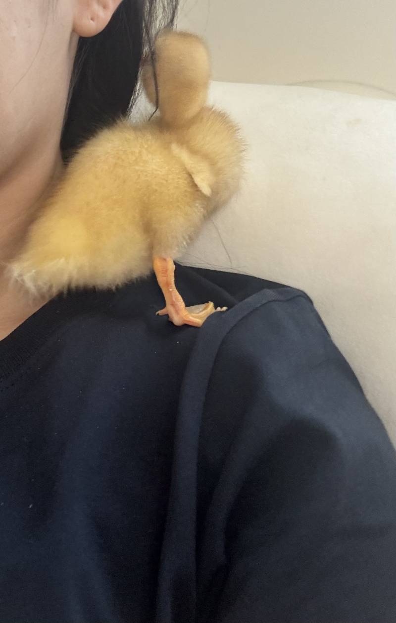 [잡담] 반려오리 삐삐 근황 | 인스티즈