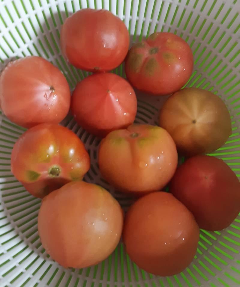[잡담] 짭짤이 토마토 다들 사먹어랑🍅 | 인스티즈