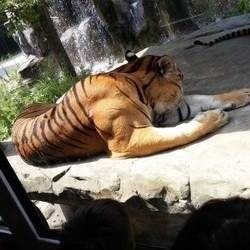 [잡담] 호랑이 근육봐 개쎄보임 | 인스티즈