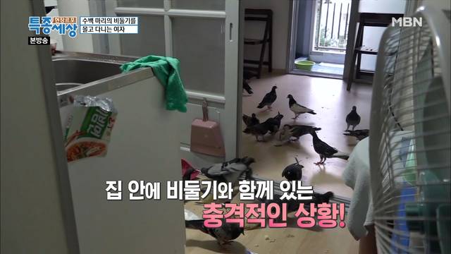 [잡담] 집에서 비둘기랑 동거하면 주4일제로 된다면 그럴거야? | 인스티즈
