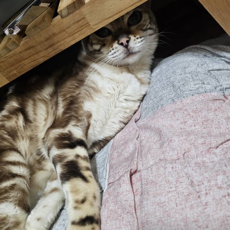 [잡담] 또 이불 뺏김!!! | 인스티즈
