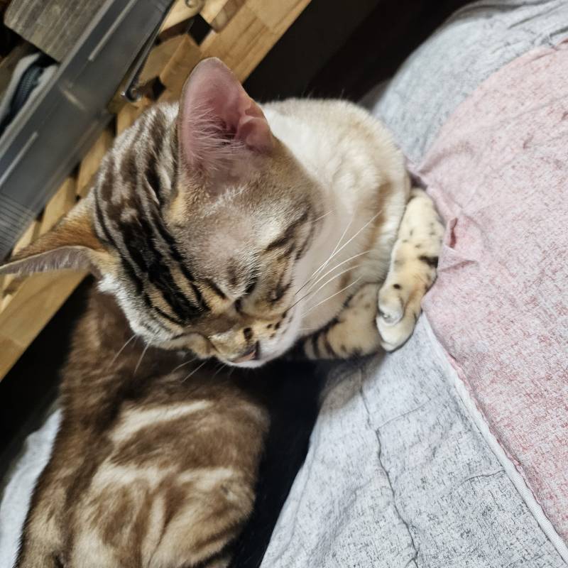 [잡담] 또 이불 뺏김!!! | 인스티즈