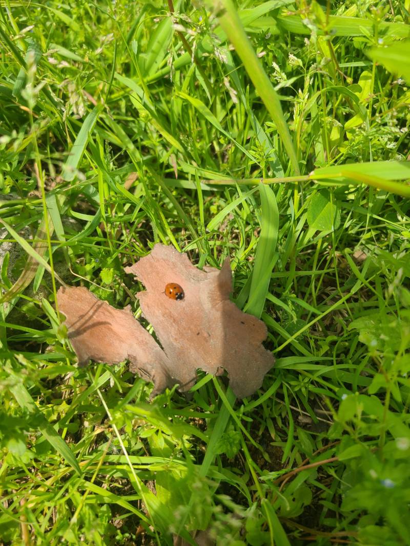 [잡담] 무당벌레는 무늬가 엄청 이러냐...진짜 레이디버그같음 | 인스티즈