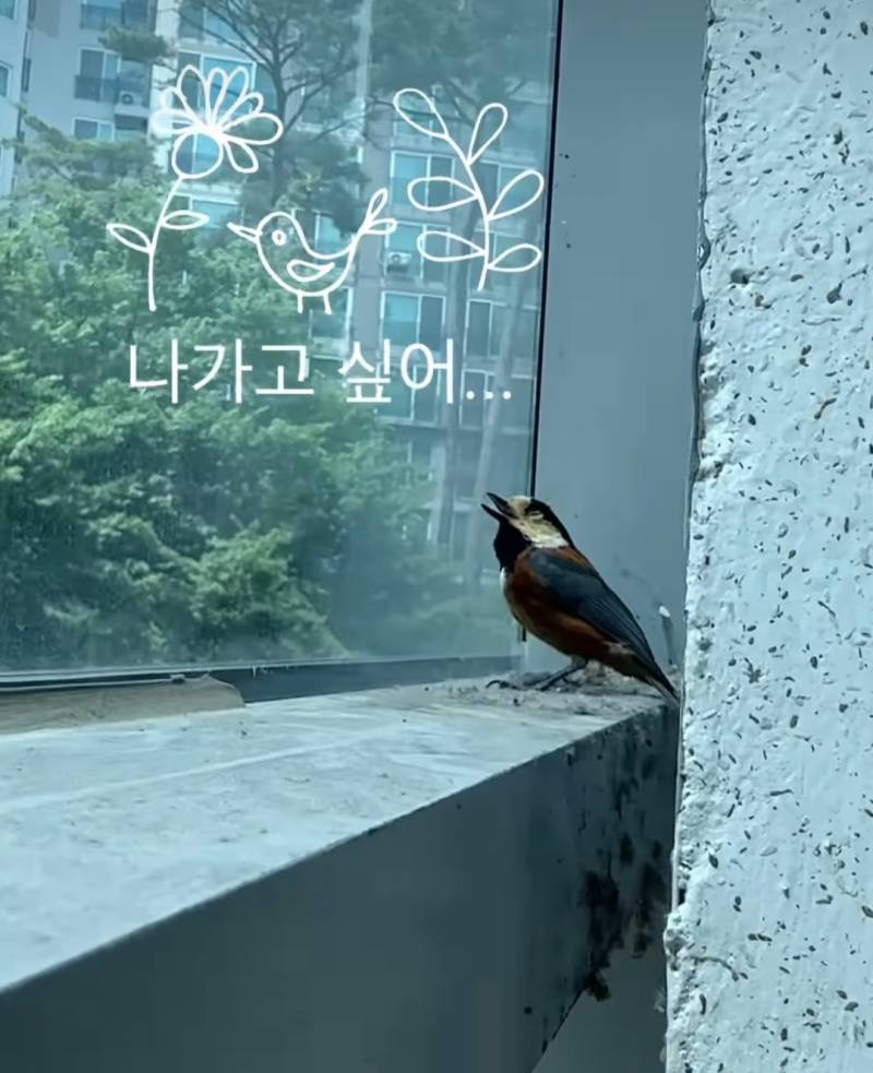 [잡담] 와 인스타 릴스 보는데 사람들 진짜 영상이나 글 끝까지 안보고 댓글 다는구나ㅋㅋㅋ | 인스티즈
