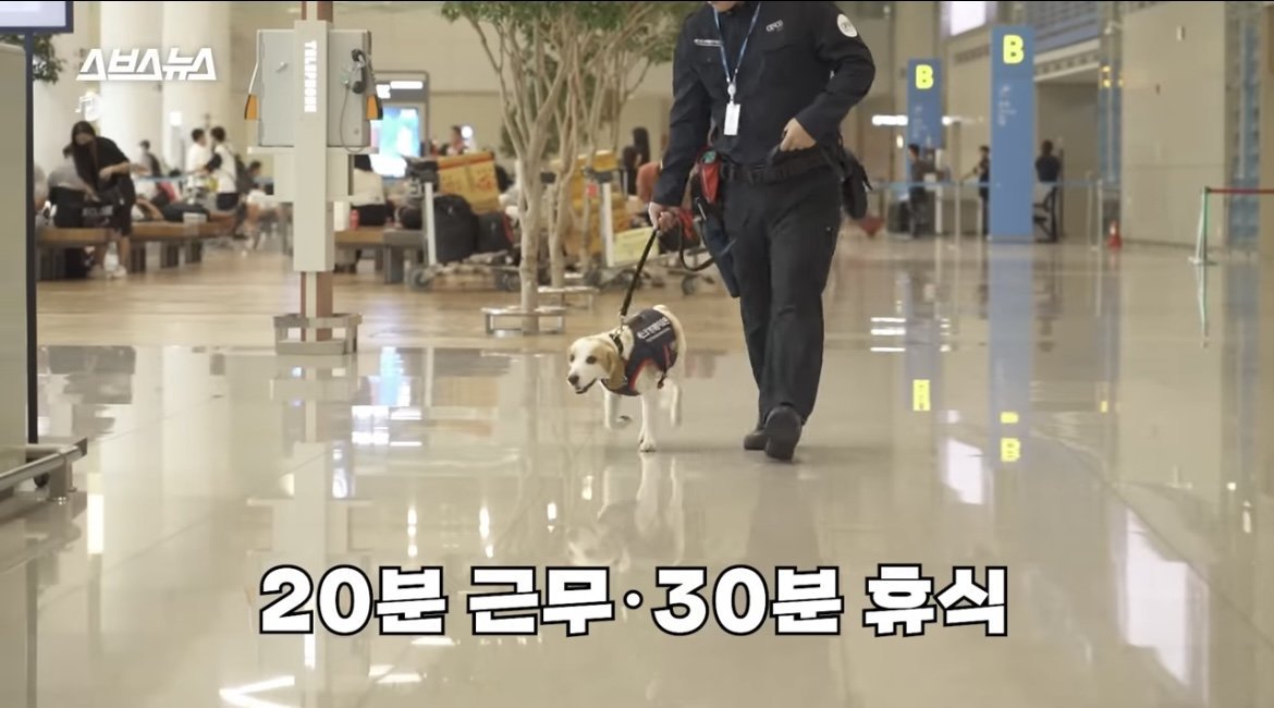 [정보/소식] 국내 제1호 빈대 탐지견 세코 | 인스티즈
