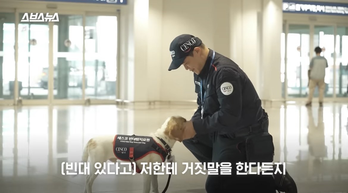 [정보/소식] 국내 제1호 빈대 탐지견 세코 | 인스티즈