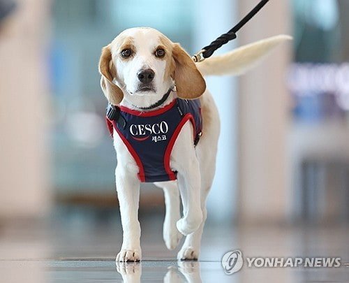 [정보/소식] 국내 제1호 빈대 탐지견 세코 | 인스티즈