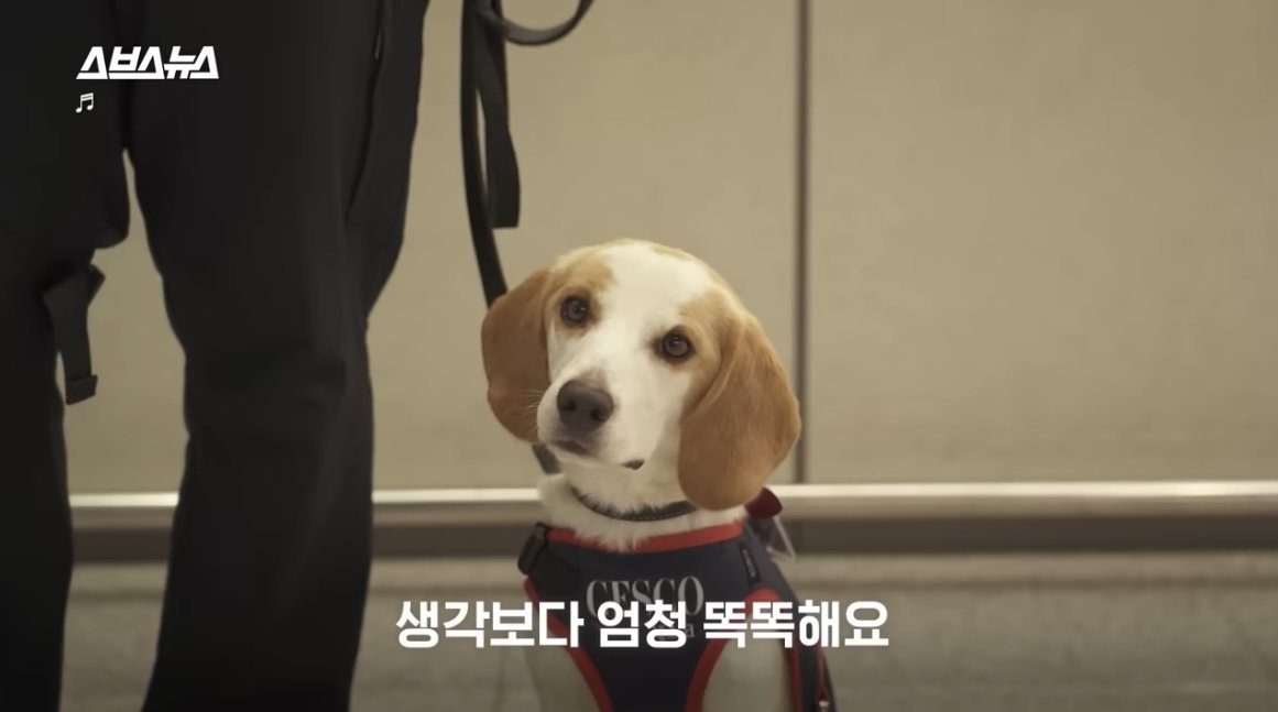 [정보/소식] 국내 제1호 빈대 탐지견 세코 | 인스티즈