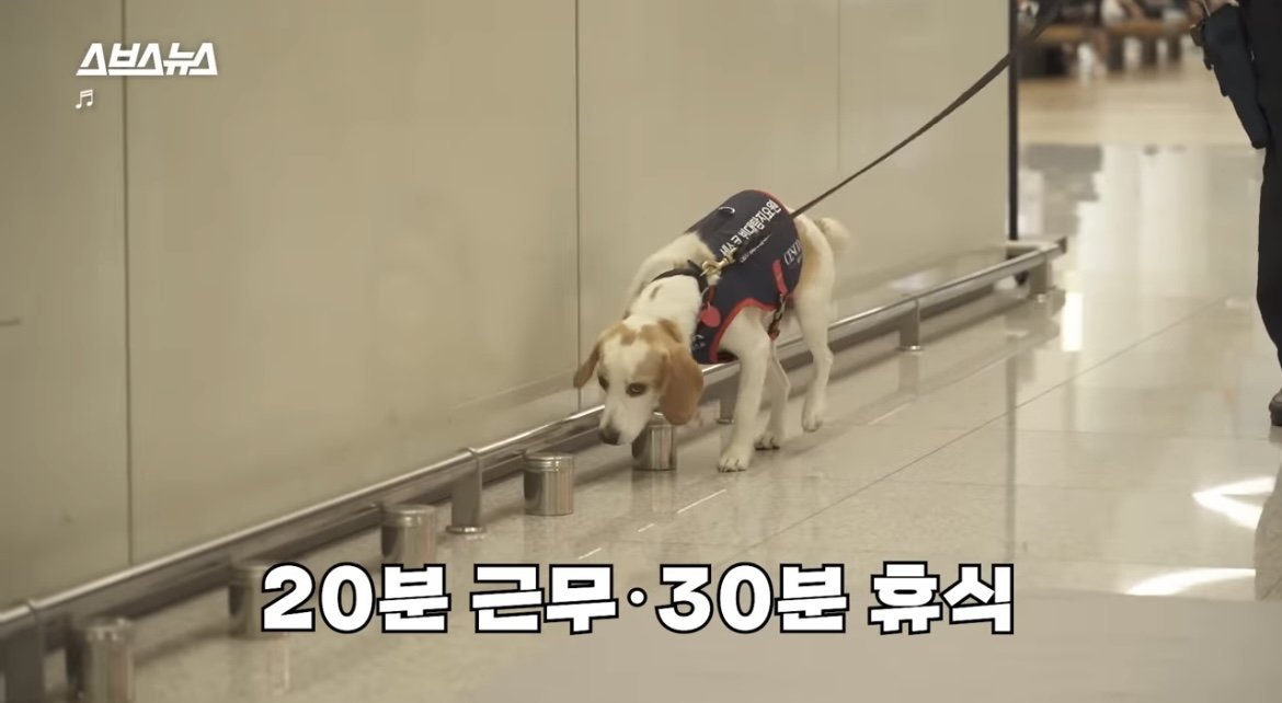 [정보/소식] 국내 제1호 빈대 탐지견 세코 | 인스티즈