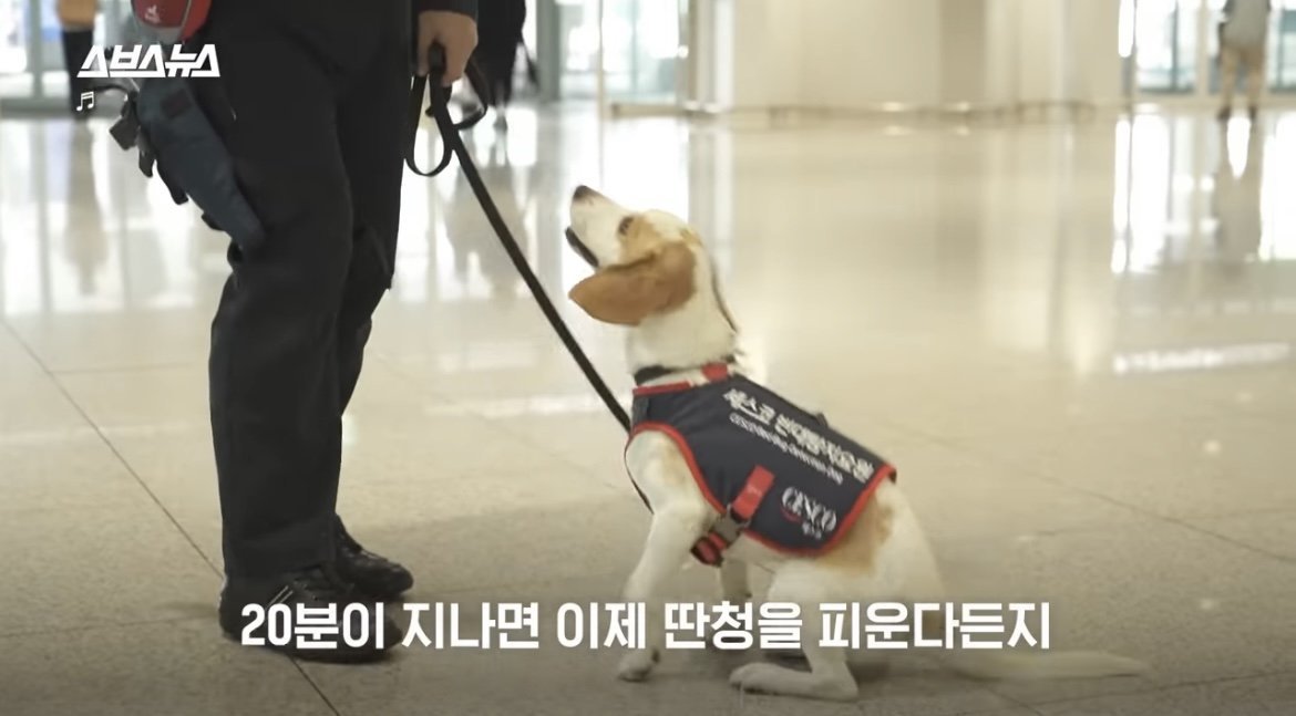 [정보/소식] 국내 제1호 빈대 탐지견 세코 | 인스티즈