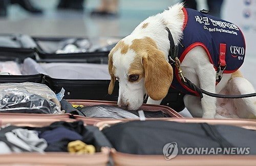 [정보/소식] 국내 제1호 빈대 탐지견 세코 | 인스티즈