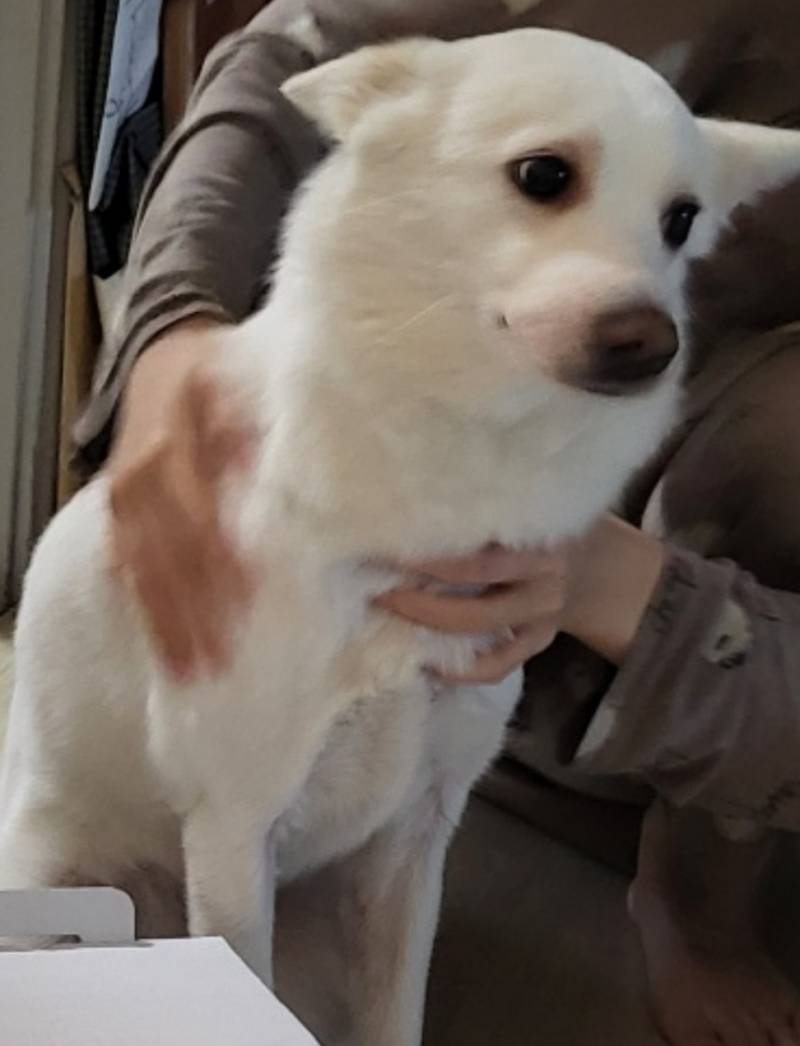 [잡담] 강아지 이 정도 치석 병원 가야 돼?? | 인스티즈