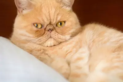 [잡담] 이런 고양이 종류들 성격 순하다고 하드라 | 인스티즈