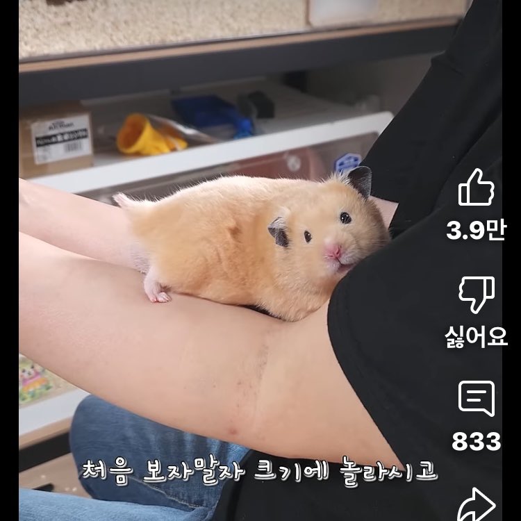 [잡담] 이 거대 햄스터 누구 집 햄스터인지 아는 사람?? | 인스티즈