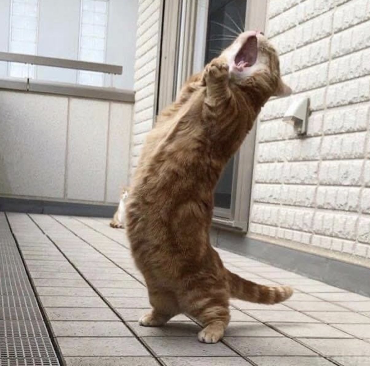 [잡담] 원빈이 에블바디 스크림 | 인스티즈