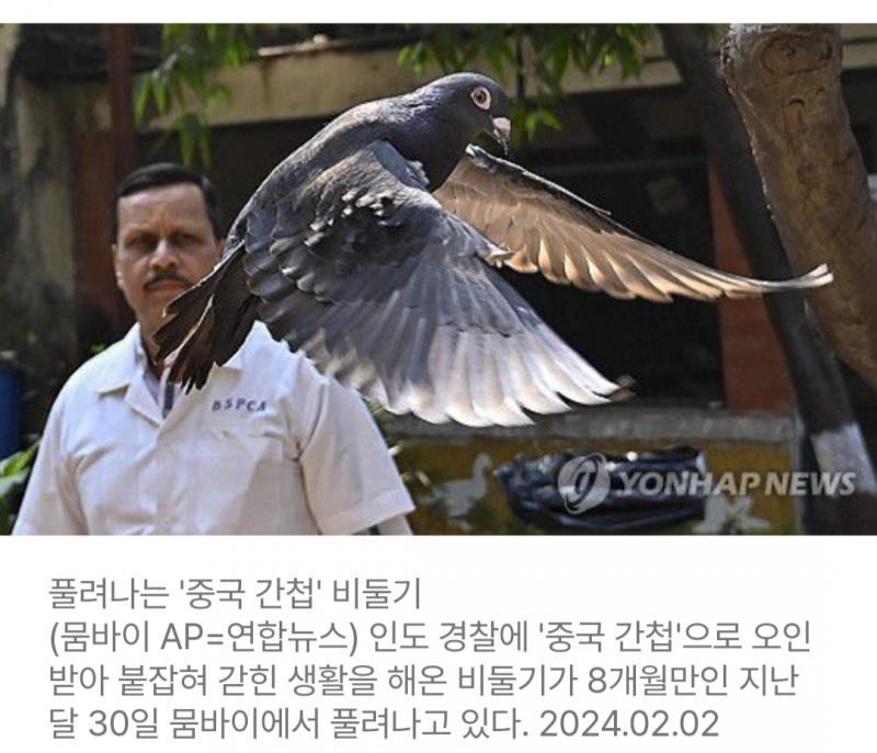 [잡담] 인도에서 비둘기를 8개월동안 감금시켰대.. | 인스티즈