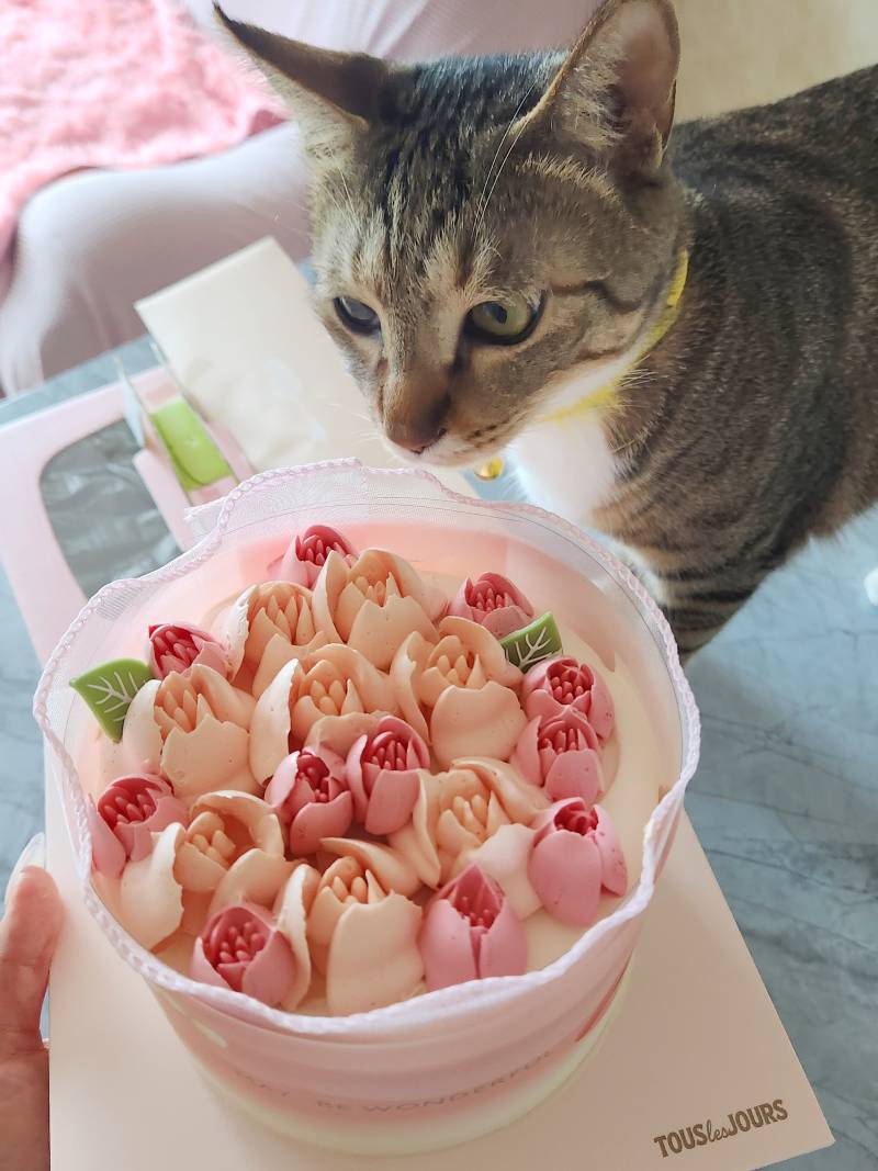 [잡담] 어버이날 케이크 픽업해옴 🎂 | 인스티즈