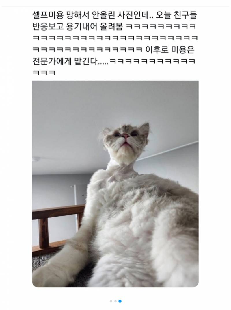 [잡담] 고양이 털 이렇게 밀어도 되는겨ㅠ? ㅋㅋㅋㅋㅋㅋ | 인스티즈