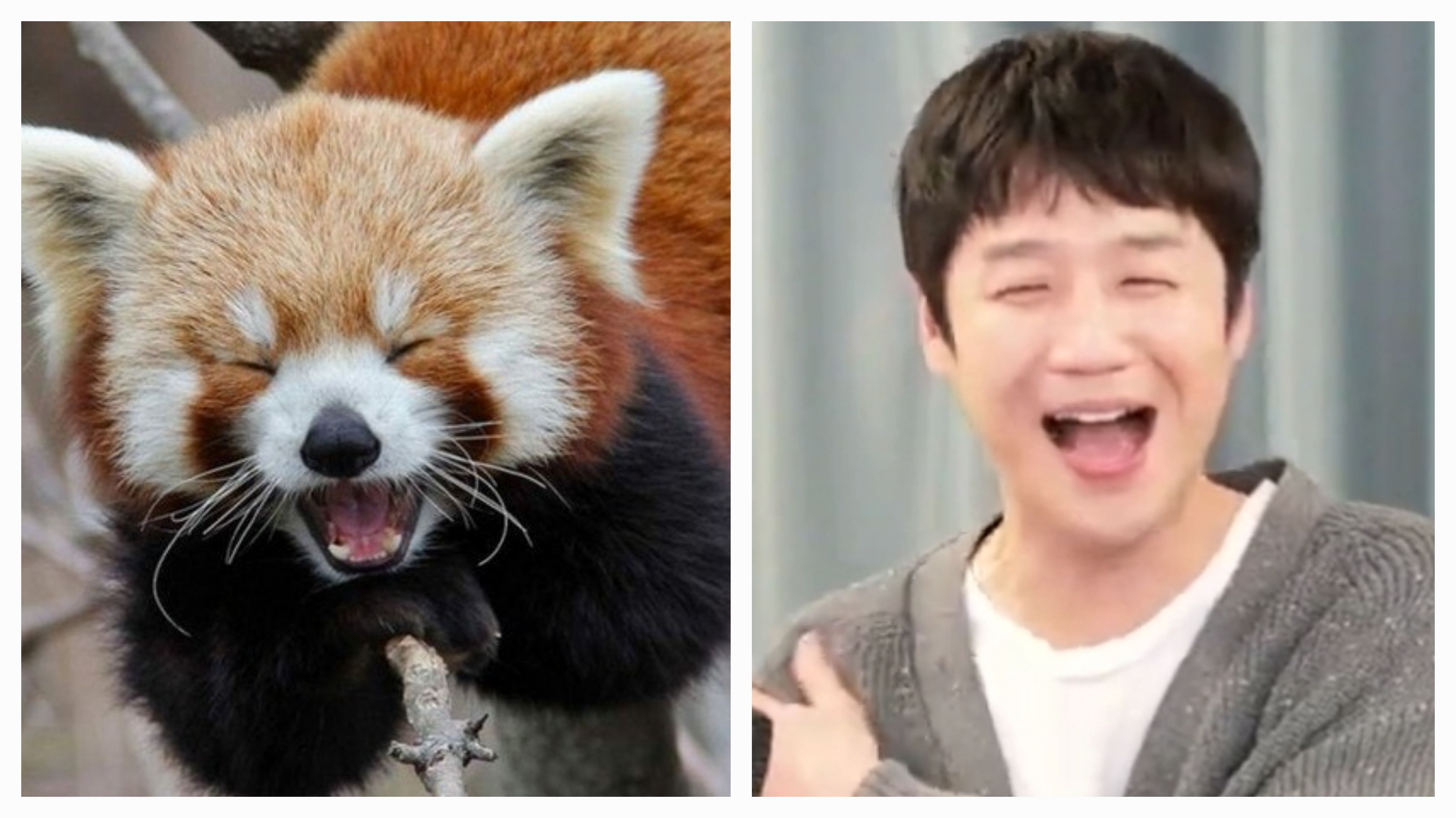 [잡담] 고윤정 배우가 정준원 레서 판다 닮았다고 한 이유 알겠음 | 인스티즈