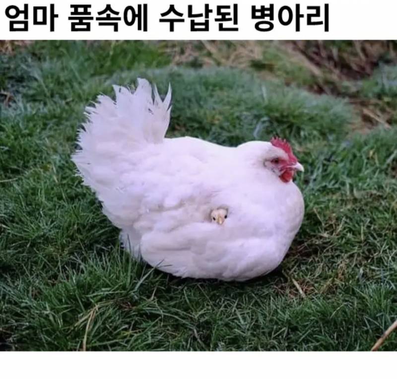 [잡담] 병아리 되게 편안해보인다 | 인스티즈