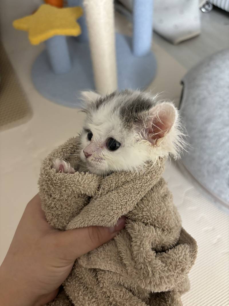 [잡담] 수건에 싸인 고양이 | 인스티즈